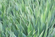 剑麻长在哪里？（探寻剑麻的生长环境与特点）