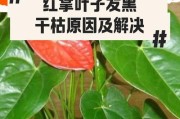 冬天红掌黄叶的原因和解决方法（探究红掌植物在冬季叶子变黄的原因及应对之策）