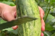羊角蜜成熟季节（探究羊角蜜的成熟时间与采摘技巧）
