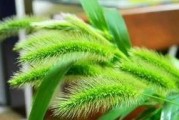 狗尾巴草开花的神秘之处（颜色鲜艳的小伞状花序，宛如童话世界中的仙境）