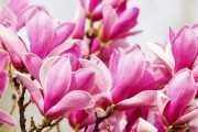 选择适合自己的玉兰品种，让花园更美丽（从花色、花期、习性、抗病性等多方面分析，选出最佳品种）