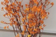 袋鼠花的养殖方法和注意事项（打造精美庭院的秘诀，了解袋鼠花栽培技巧）