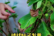 养花叶子变黄了怎么办？（教你解决花叶变黄的问题）