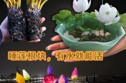 睡莲开花的花语与寓意（水中仙子的美丽告白）
