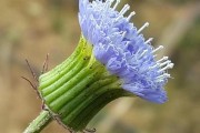 蒲公英花骨朵之美（探秘蒲公英花骨朵的奇妙世界）