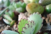 大叶落地生根的养殖技巧（打造美丽的家居盆栽，精心呵护大叶落地生根）
