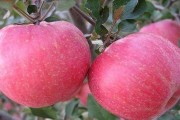 红果树几年结果实的种植方法与技巧（让红果树早早结果实，打造丰收的果园）