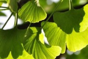 树叶代表的象征意义（解读树叶在文化、宗教、艺术中的多重象征）
