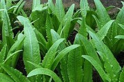 探秘油麦菜种子的来源（从花朵到成熟果实，探究油麦菜种子的生成过程）