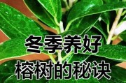 冬天如何养护以榕树盆景