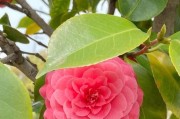 茶花：传统文化中的美丽花卉