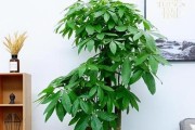 大发财树换盆后的浇水时间掌握（怎样避免浇水过多导致根部腐烂？）
