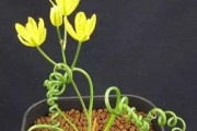 冬季弹簧草养护秘籍（打造美丽的冬季花园，关键是如何养护弹簧草）