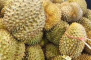 榴莲品种排名，你吃过哪些？（探寻最好吃的榴莲品种，口感与风味各不相同）