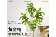 如何正确养护富贵叶，让其茁壮成长（从土壤、水分到光照，全面了解富贵叶的养殖技巧）
