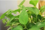 倒挂金钟为什么不开花（探究倒挂金钟不开花的原因与解决方法）