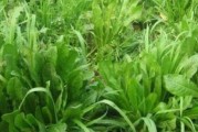探秘菊苣生长环境条件及特点（了解菊苣栽培关键，收获丰硕果实）