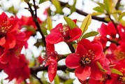 石榴花花语的意义与传说（解读石榴花的神秘符号，探究石榴花的文化内涵）