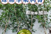 蜂糖李的高产奥秘（亩产量多少？为什么产量高？）