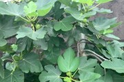 家里种无花果树，丰收无忧（手把手教你在家里种无花果树，轻松摘到甜美的果实）