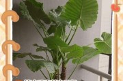滴水观音冬季养护，让其茁壮成长（冬季滴水观音怎么养？寒冷季节的护理方法一览）
