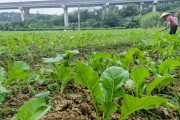 菜心种植全攻略（时间、方法、技巧一网打尽！）