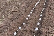 独头蒜种植攻略（几月份种植合适？）