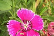 海石竹花期长短及注意事项（探寻海石竹花期之谜，打造花园美景）