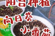 矮生小番茄种植全攻略（种植时间、品种选择、育苗技巧、栽培管理等）