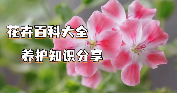 家庭养花常识，养殖技术和要点